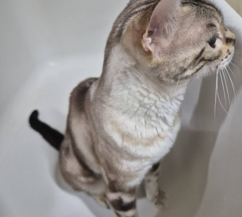 [잡담] 고양이 화장실 청소 | 인스티즈