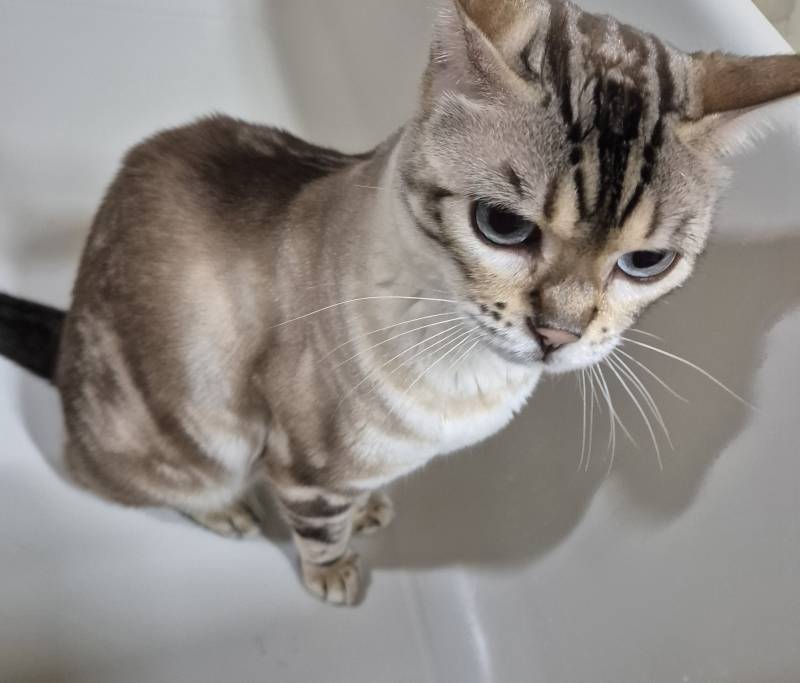 [잡담] 고양이 화장실 청소 | 인스티즈