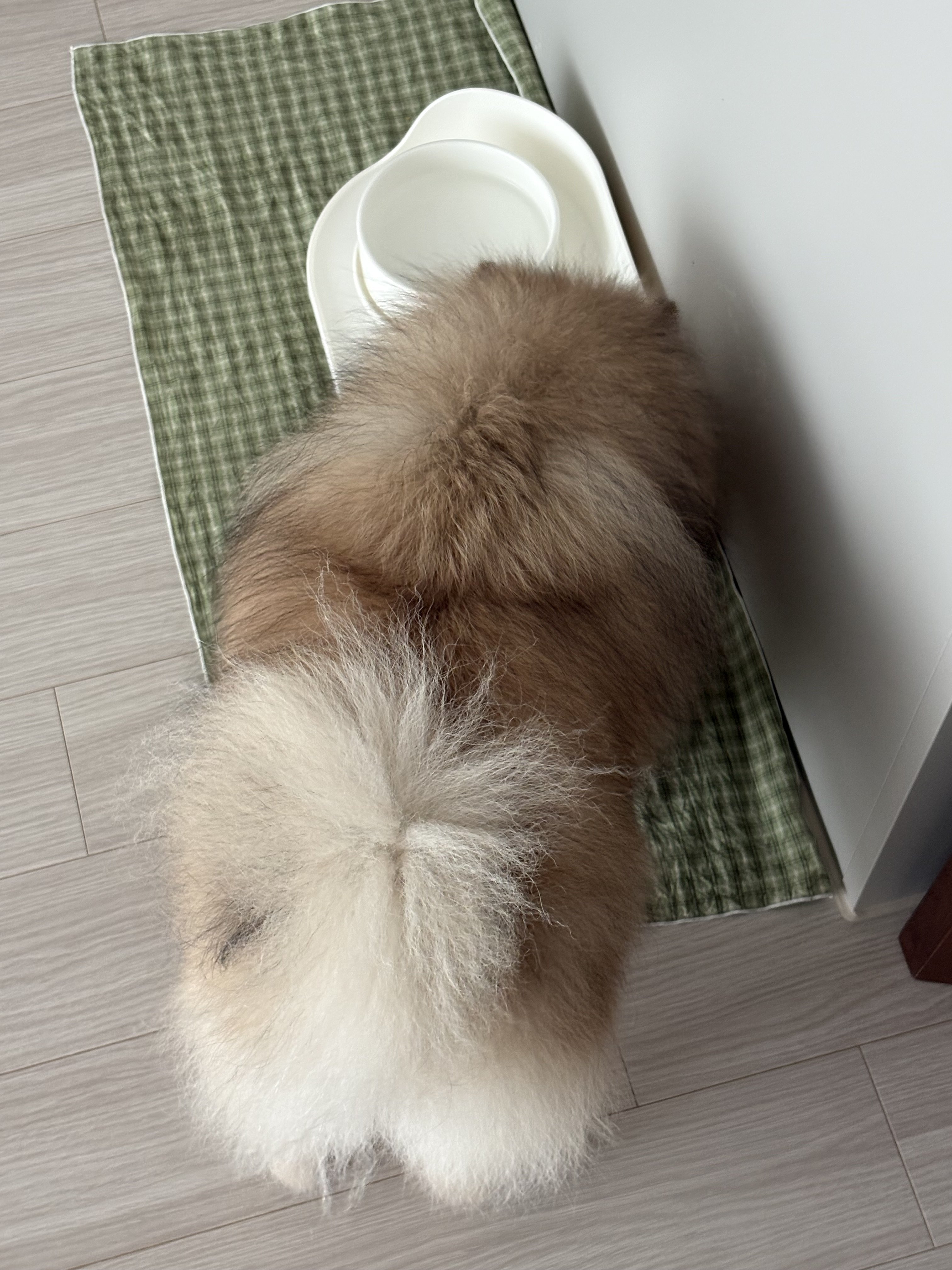 [잡담] 집 들어오는 길에 다이어트 좀 해야겟네<-이 말 들었어 | 인스티즈