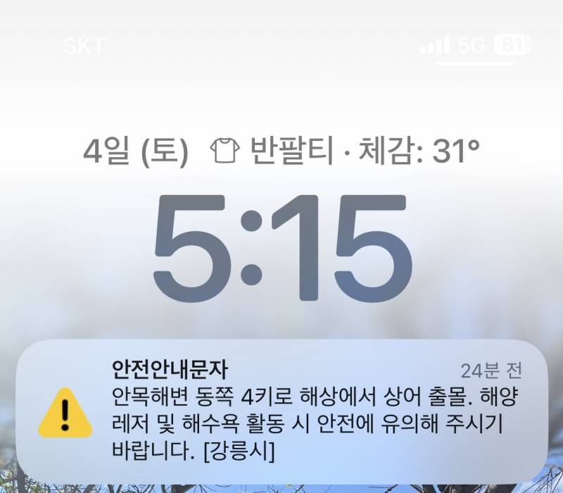 [잡담] 강릉 왔는데 상어 나왔대 | 인스티즈