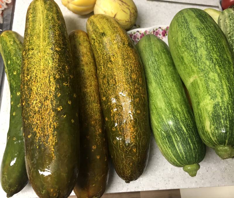 [잡담] 주말농장 대성공 | 인스티즈