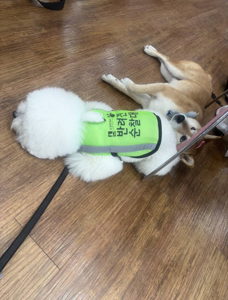 [잡담] 반려견순찰대 옷받았다 | 인스티즈