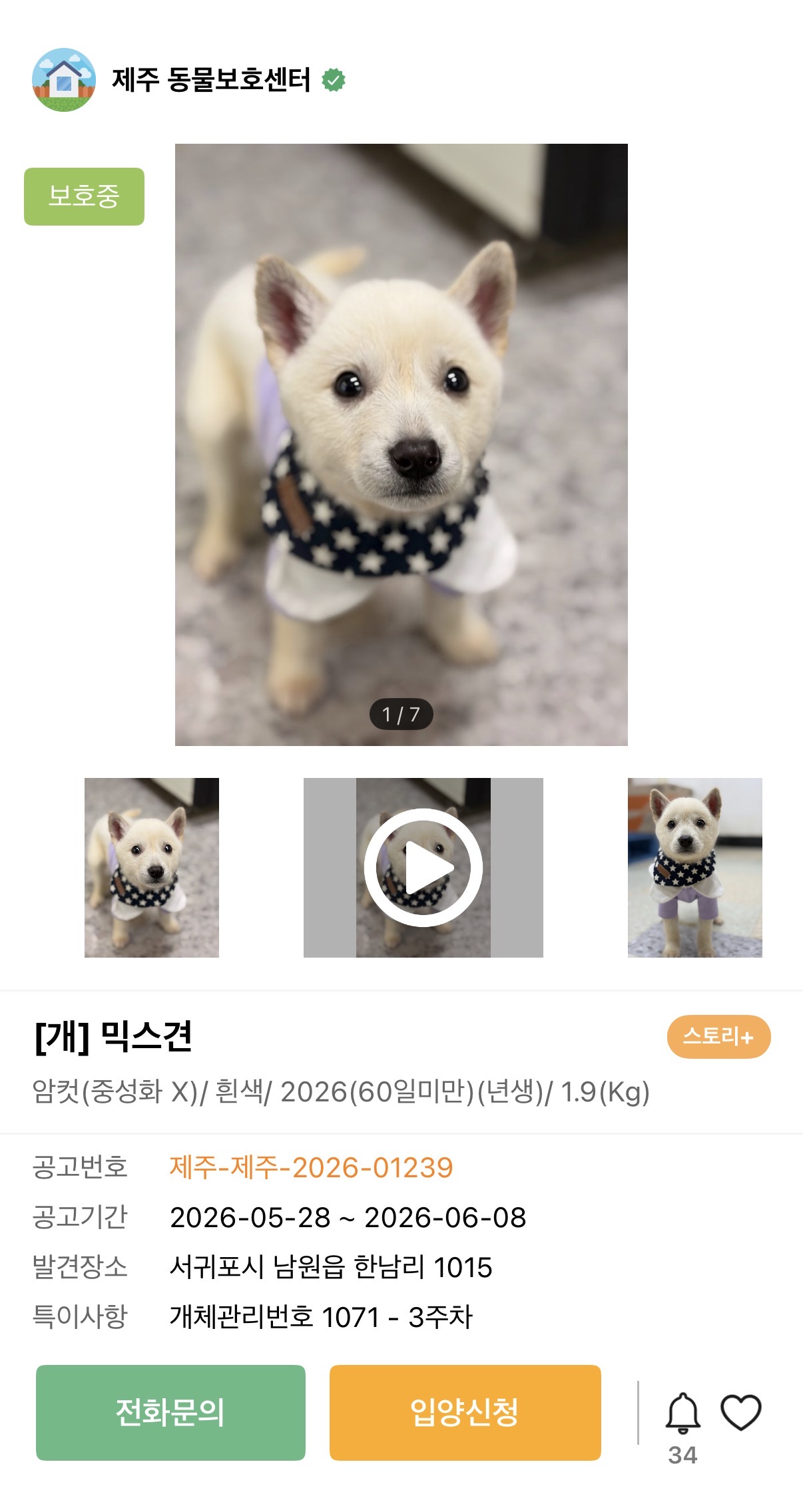[잡담] 입양 기다리는 강아지 너무 귀엽다 | 인스티즈