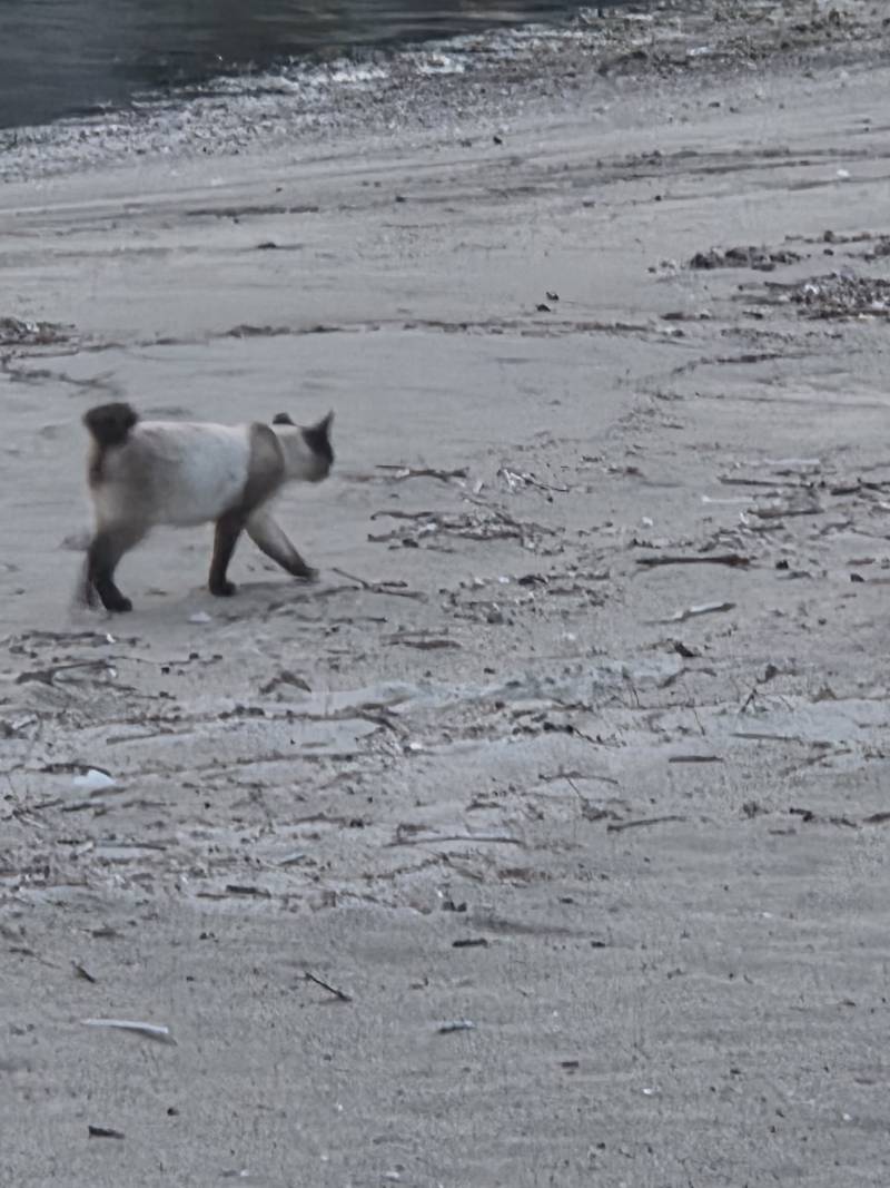 [잡담] 이런 고양이 본 적 있어??!! | 인스티즈