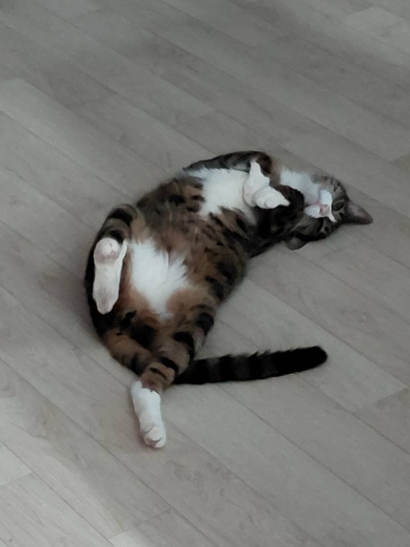 [잡담] 울집 고양이 누워있는데 치명미 오짐 | 인스티즈