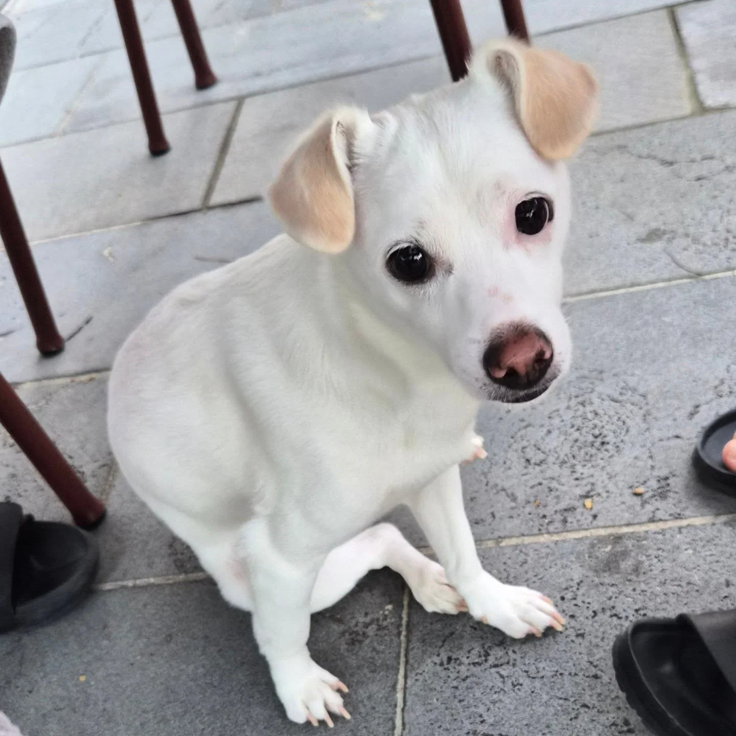 [잡담] 너무 귀여운 신동엽이 키우는 강아지 크림이🤍 | 인스티즈