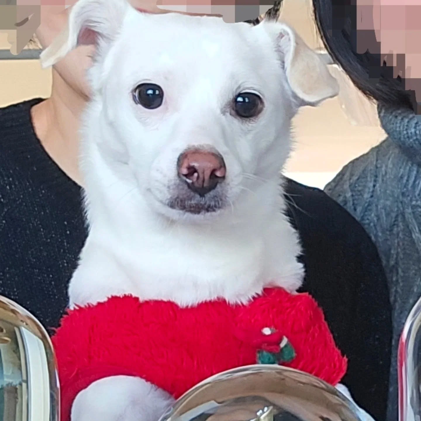 [잡담] 너무 귀여운 신동엽이 키우는 강아지 크림이🤍 | 인스티즈