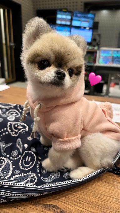 [잡담] 아니 청하네 강아지 뭐임?(p) | 인스티즈