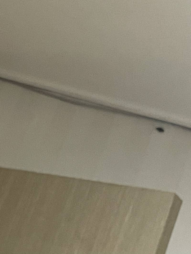 [잡담] 천장에 바퀴벌레 나왔는데 살려줘ㅠㅠㅜㅜㅜㅜㅠㅠㅠㅜㅠ | 인스티즈