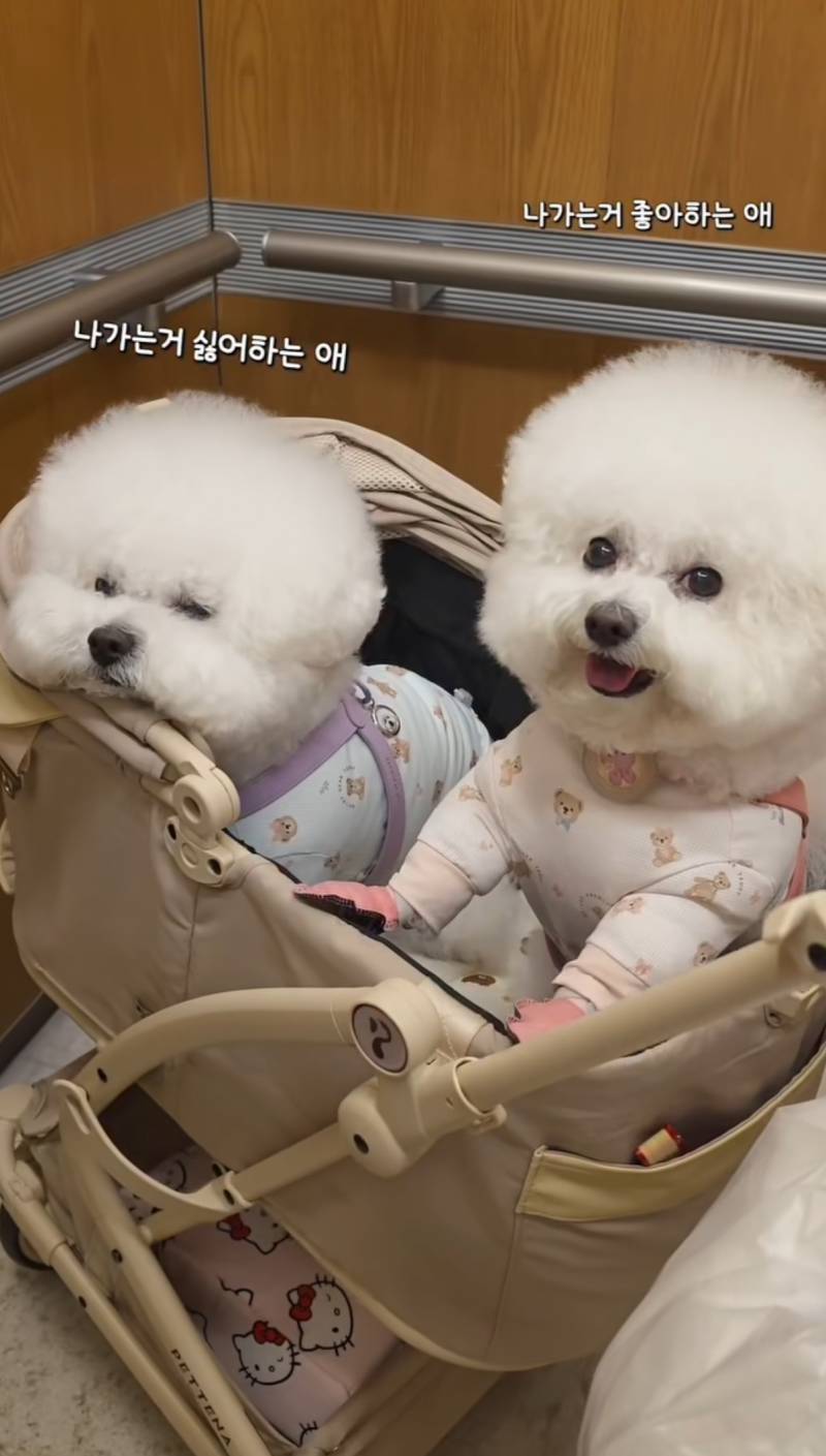 [잡담] 아 개귀여워ㅠㅠㅠㅠ | 인스티즈