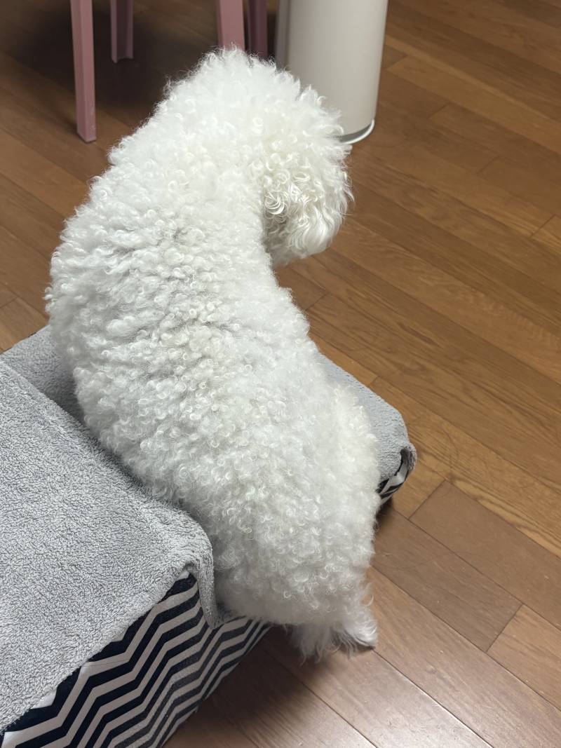 [잡담] 울 강쥐 개혼나서 어쩔줄 몰라함 | 인스티즈