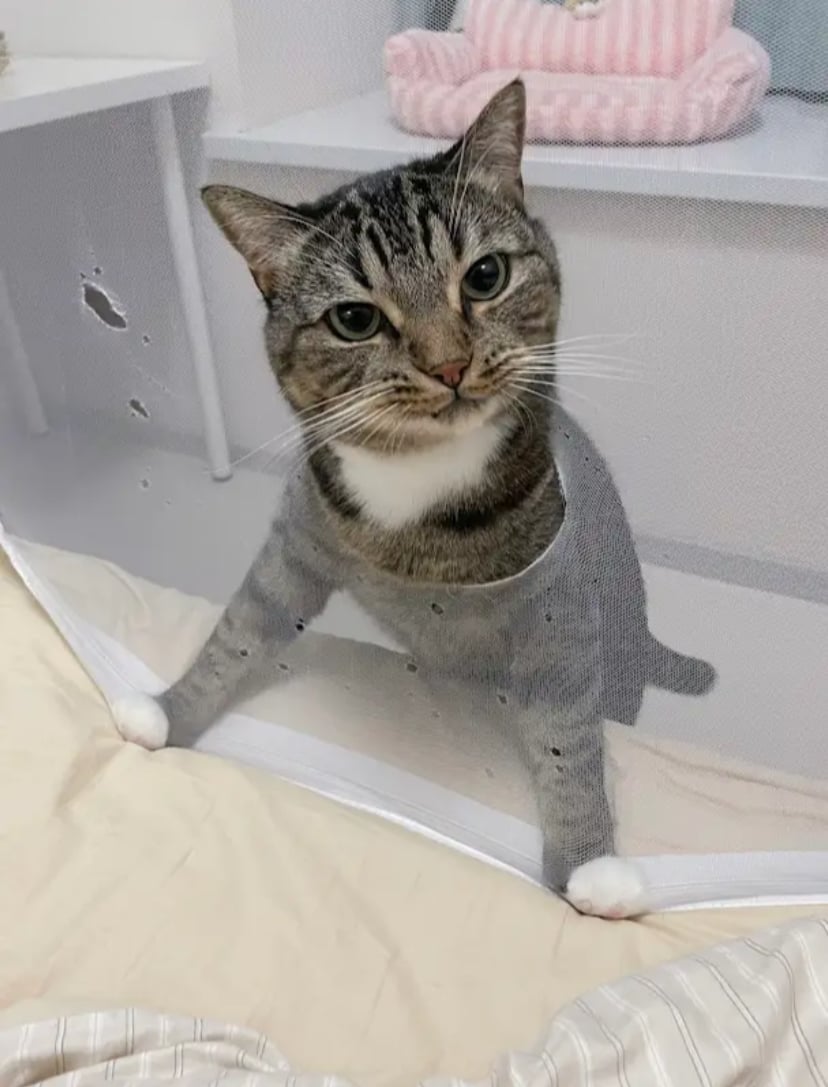 이런 것에 의존하지 말고 모기는 나에게 맡겨달라 | 인스티즈