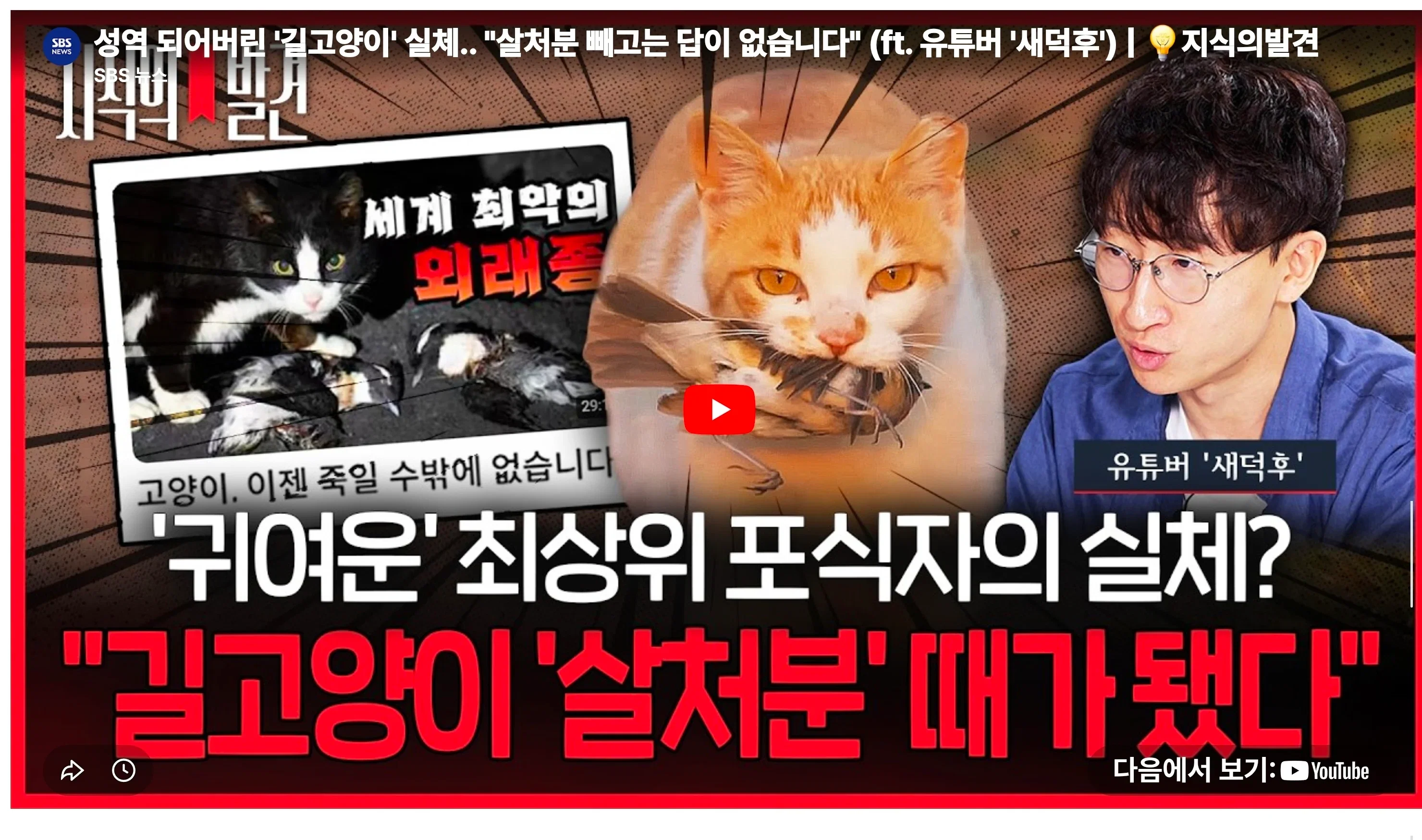 ⚠️현재 길고양이 살처분에 민원폭주중인 sbs⚠️ | 인스티즈