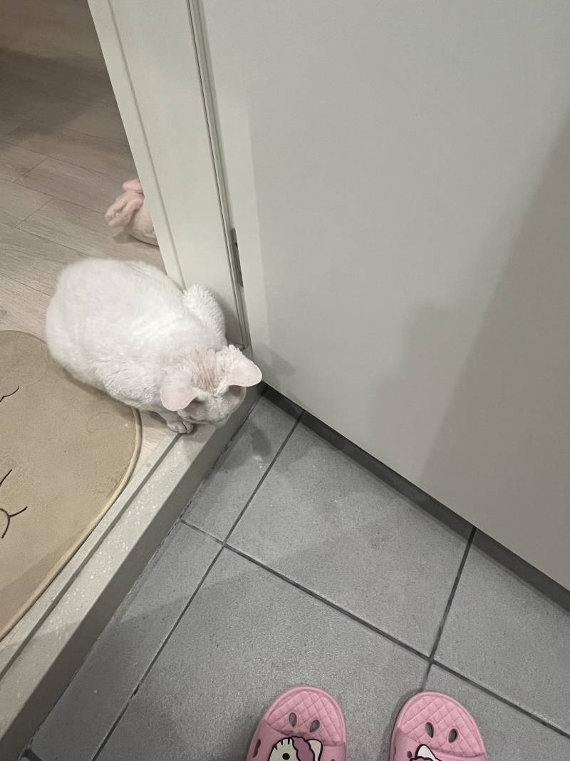 [잡담] 냥이 자꾸 화장실 앞에서 기다려 | 인스티즈