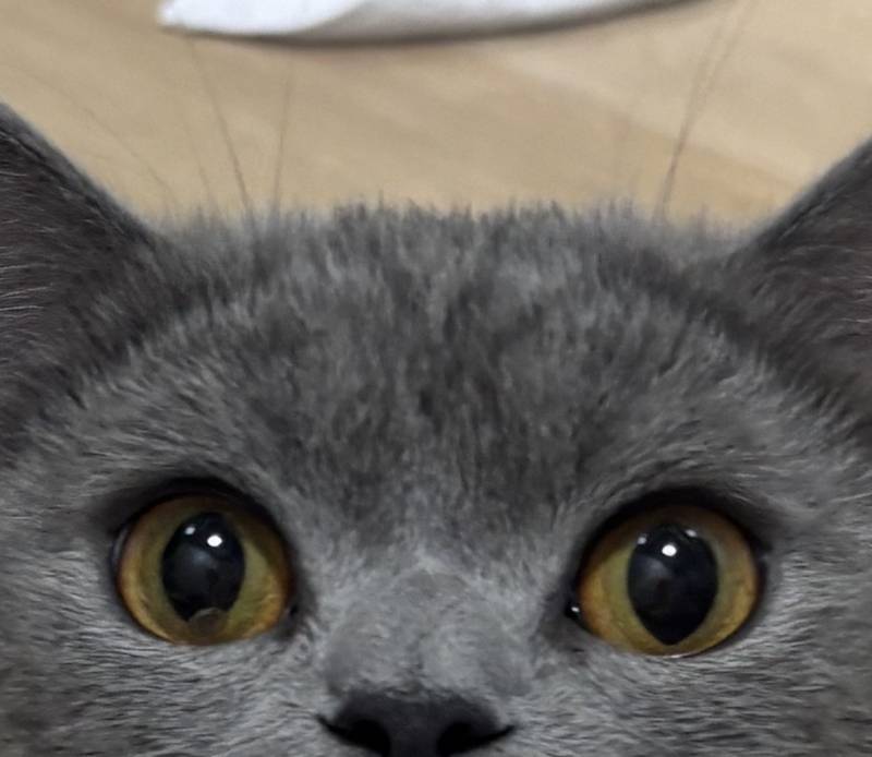 [잡담] 고양이 눈에 머 들어간거 같지않아 ?? | 인스티즈