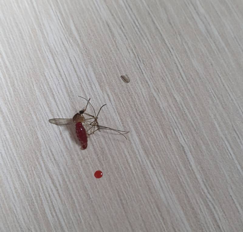 [잡담] 금방 내 피 빨아간 모기 즉살시켜써 나 이런거 첨봐 | 인스티즈