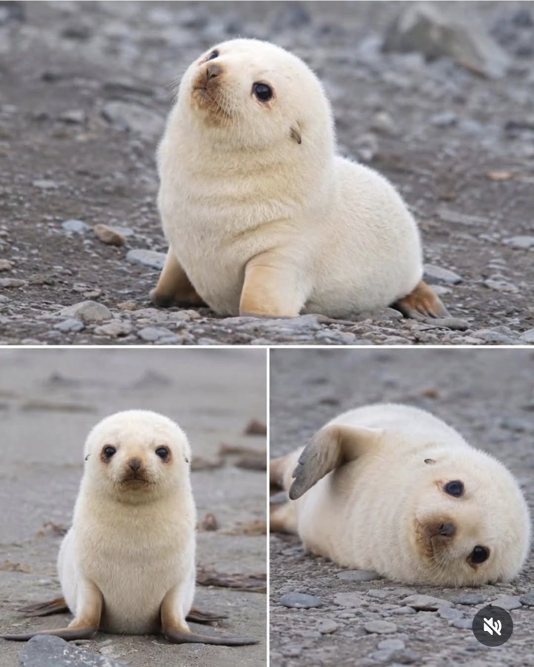[잡담] 얘들아 이거 애기물개래 미친 귀여움임ㅜㅜㅜㅜㅜㅜㅜㅜ | 인스티즈