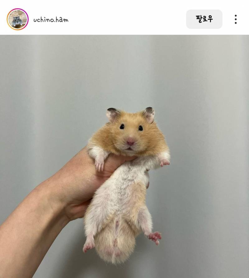 [잡담] 햄스터 부랄 개 커 | 인스티즈