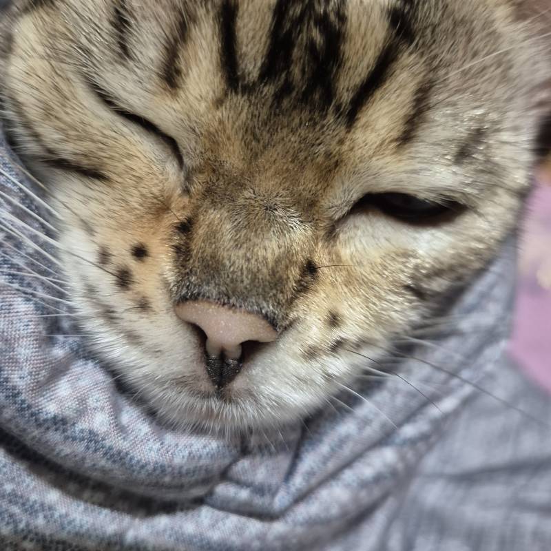 [잡담] 울 냥이 얼빡샷 | 인스티즈