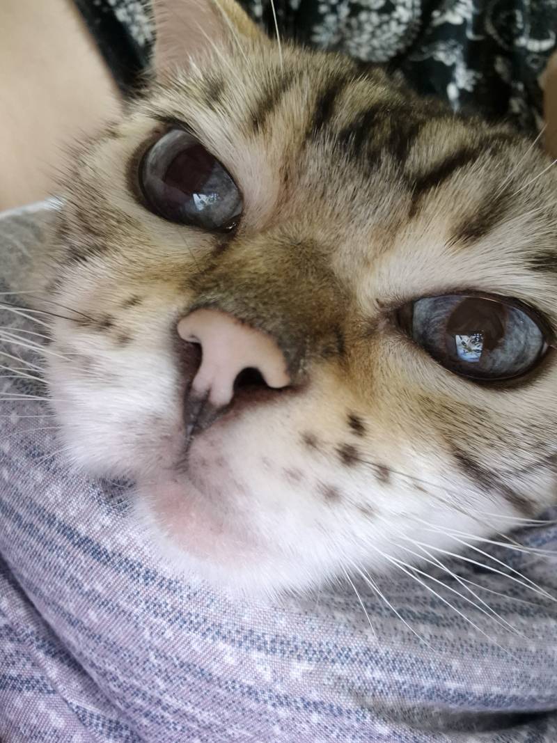 [잡담] 울 냥이 얼빡샷 | 인스티즈