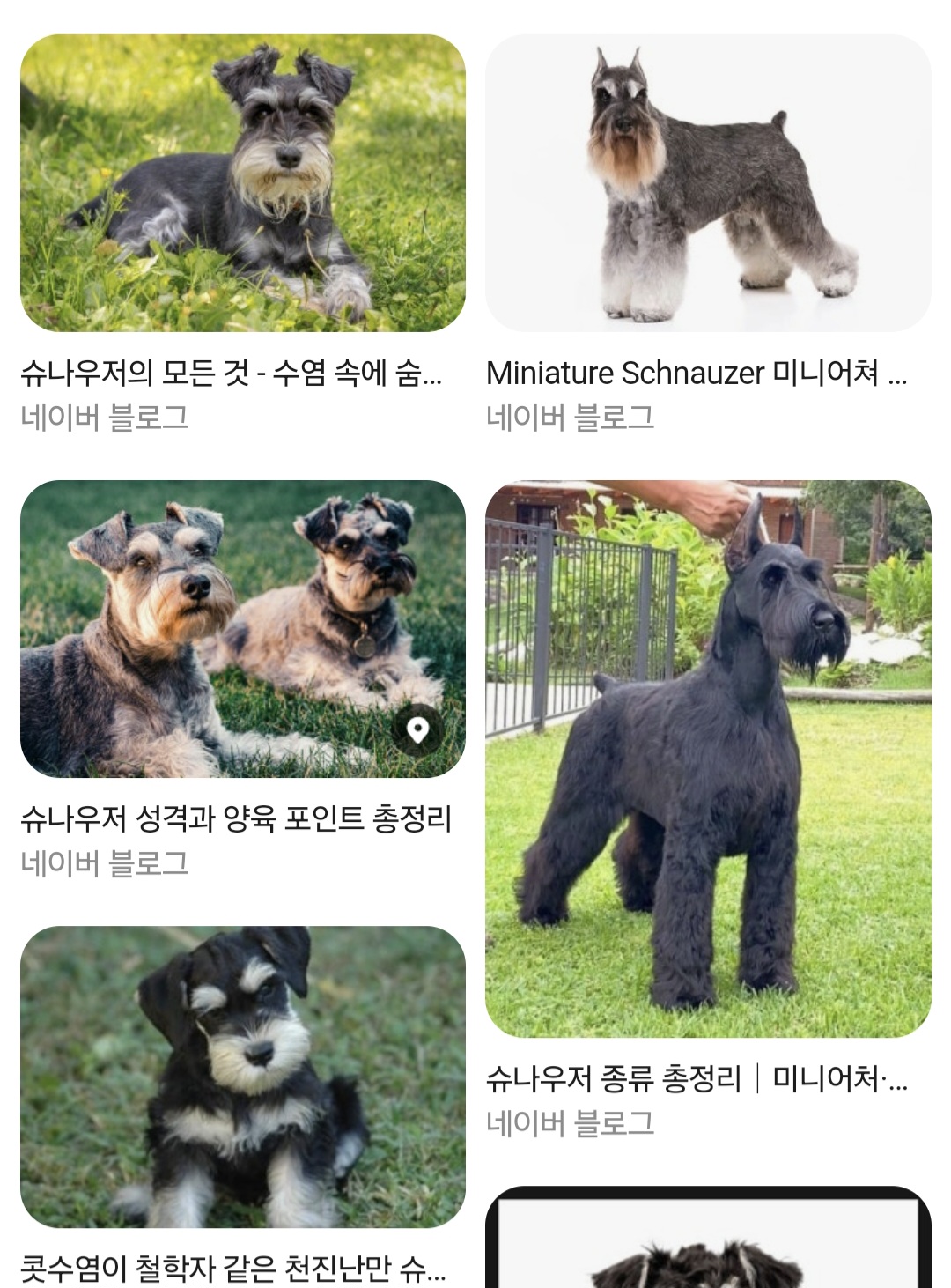 [잡담] 이 사람 뭔가 강아지 닮지 않았어? | 인스티즈