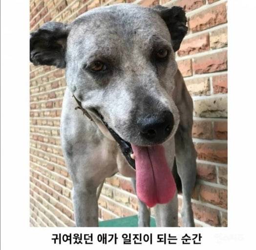 [잡담] 삽살개 털 밀면 포스 개쩐다... | 인스티즈
