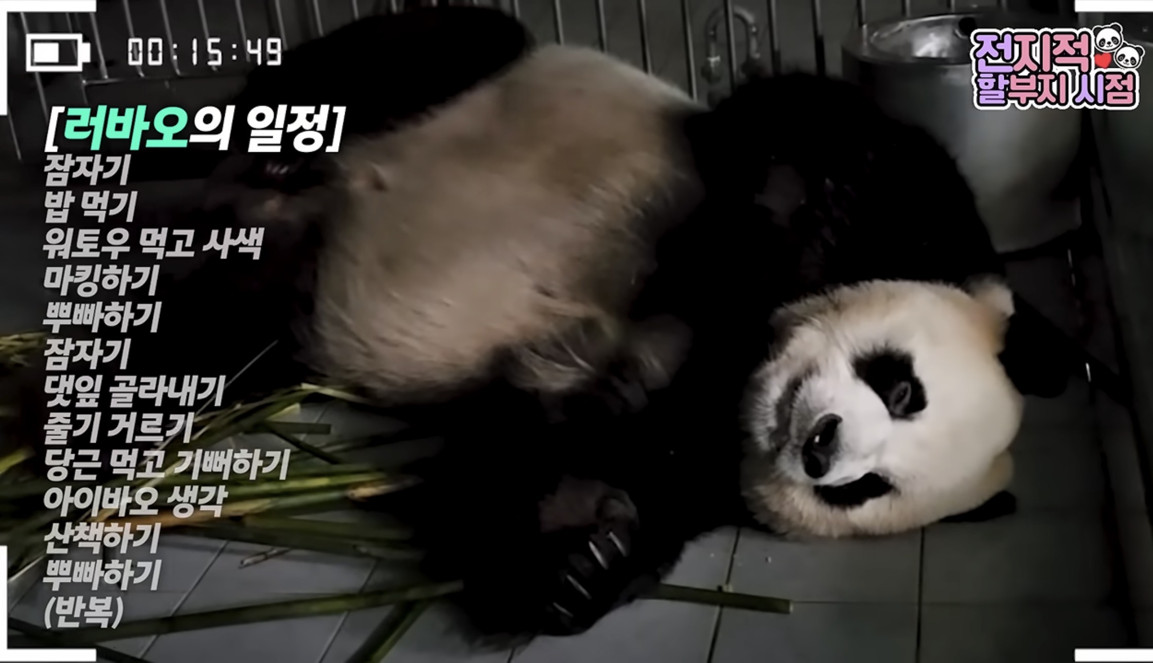 [잡담] 러바오 밥 먹기 전에 준비하는 거 봐 | 인스티즈