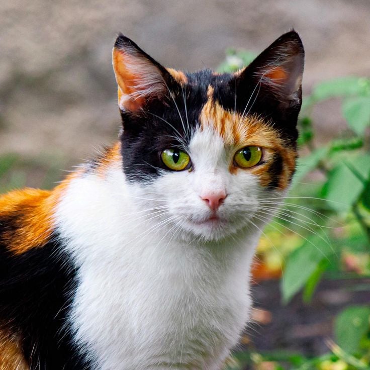 [잡담] 이 고양이 그룹의 센터를 뽑아주세요 | 인스티즈
