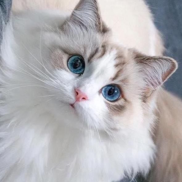 [잡담] 이 고양이 그룹의 센터를 뽑아주세요 | 인스티즈