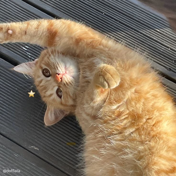 [잡담] 이 고양이 그룹의 센터를 뽑아주세요 | 인스티즈