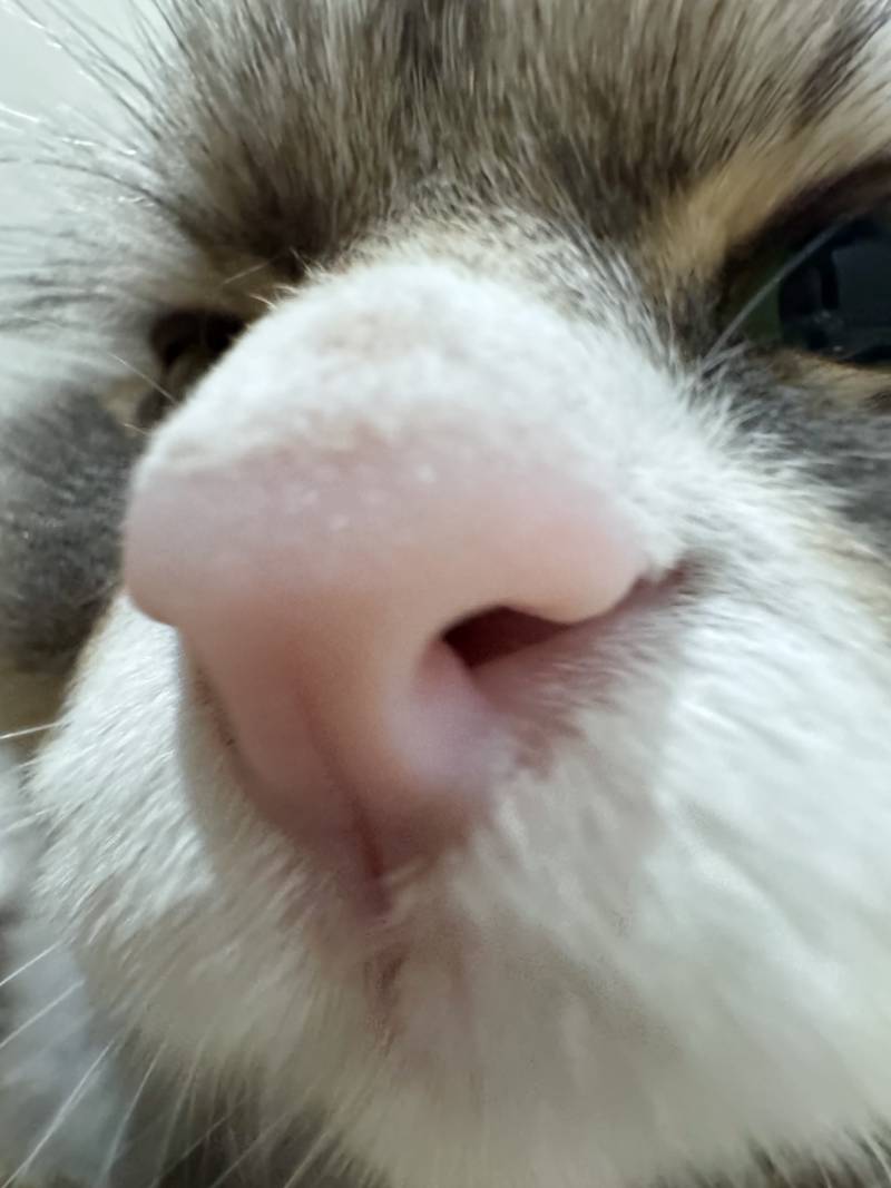 [잡담] 고양이 코 냄새 맡고 가세여 | 인스티즈