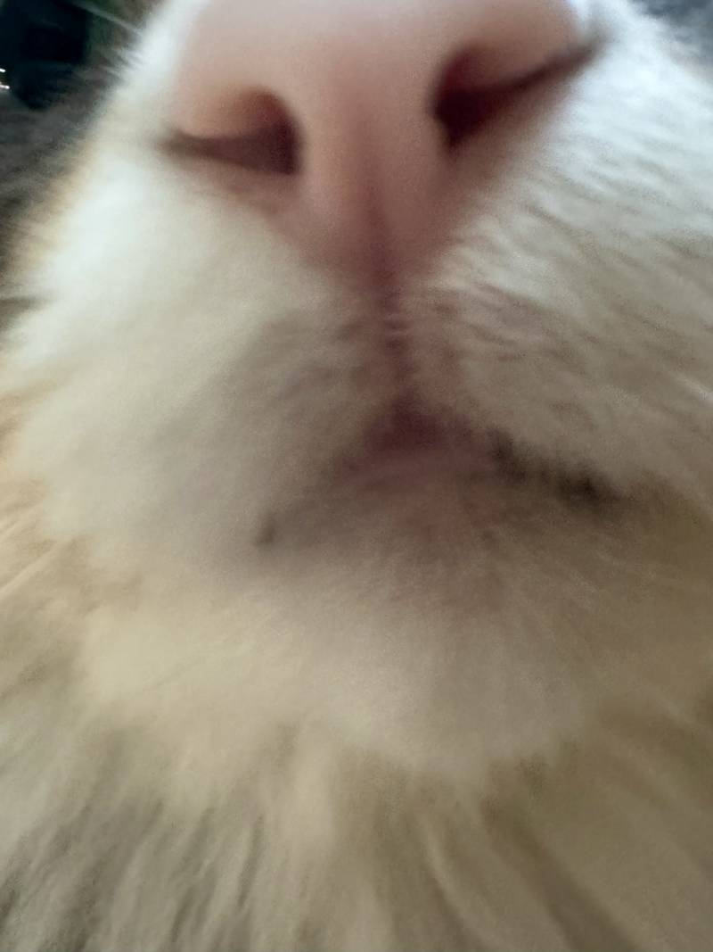[잡담] 고양이 코 냄새 맡고 가세여 | 인스티즈