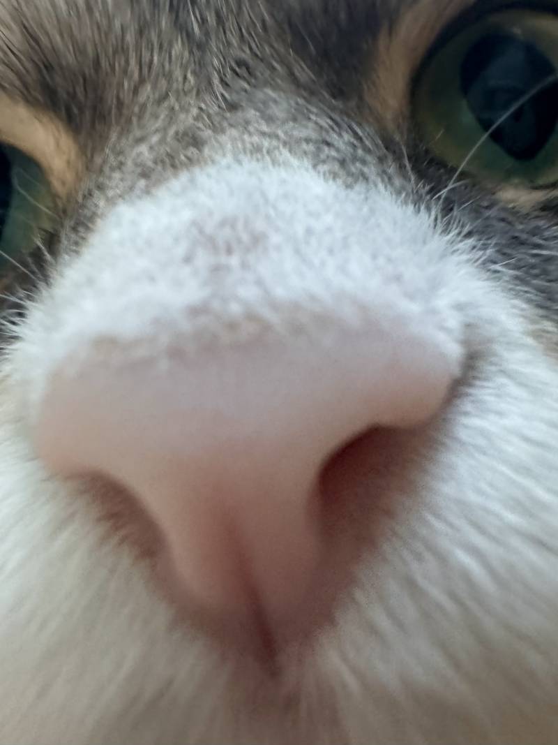 [잡담] 고양이 코 냄새 맡고 가세여 | 인스티즈