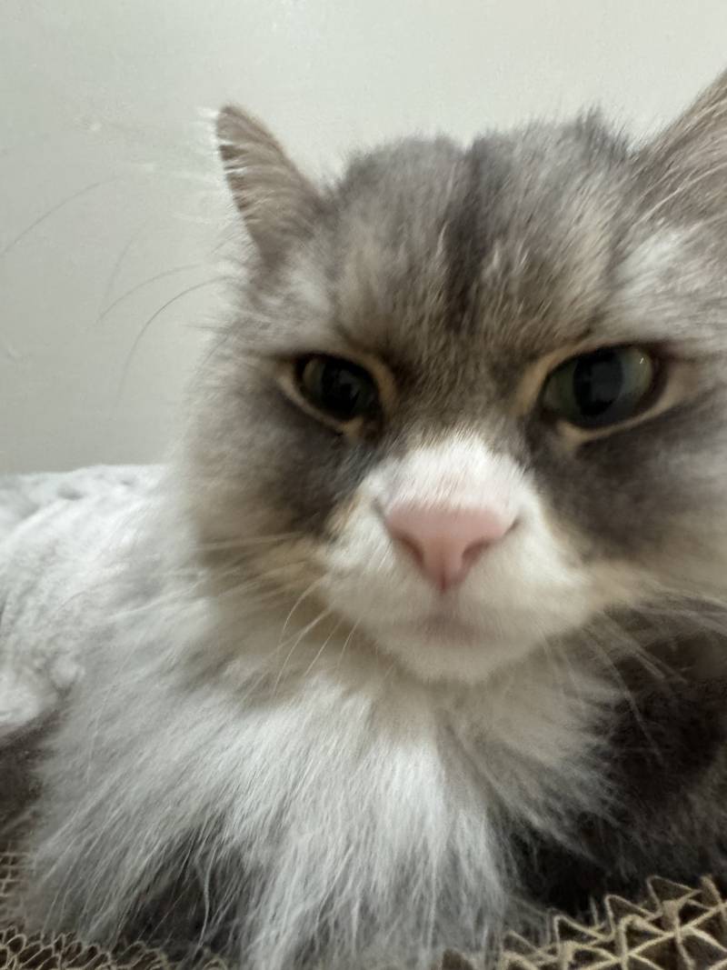 [잡담] 고양이 코 냄새 맡고 가세여 | 인스티즈