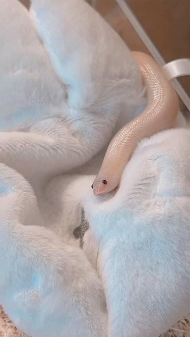 [잡담] 이 뱀 너무 귀욥다 🐍 사진 있음 | 인스티즈