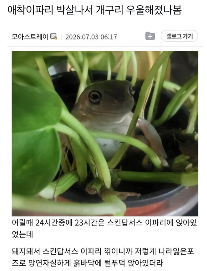 애착이파리 박살나서 우울해진 개구리 | 인스티즈
