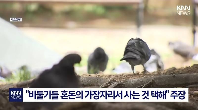 [잡담] 나도 비둘기처럼 살아야지 | 인스티즈