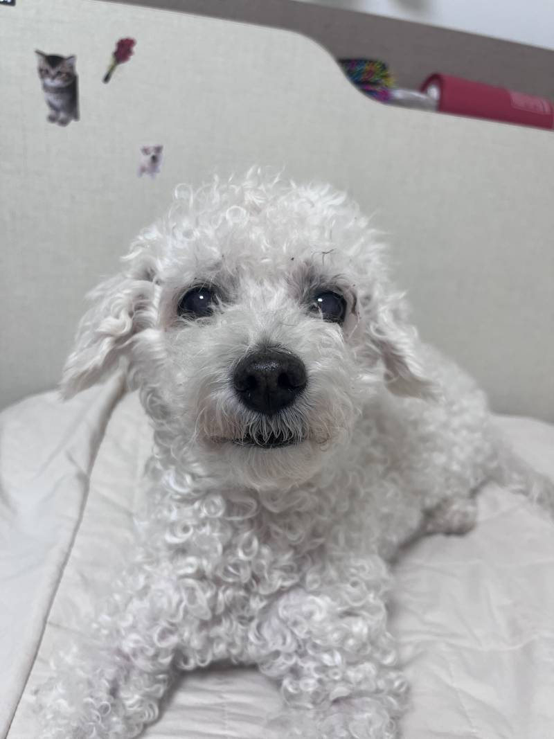 [잡담] 우리집 강아지 못생겨서 귀여워 | 인스티즈