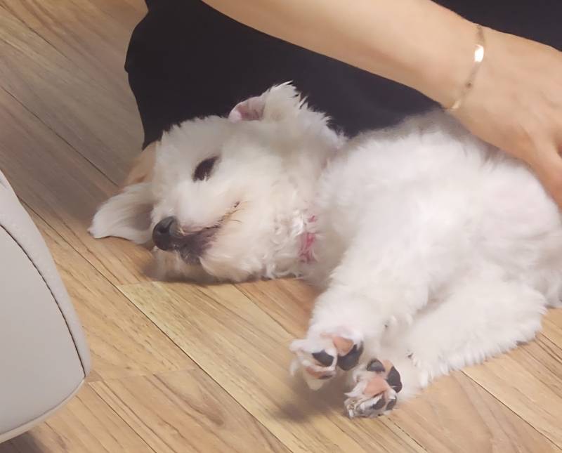 [잡담] 말랑이 대체재 알려줄게 | 인스티즈