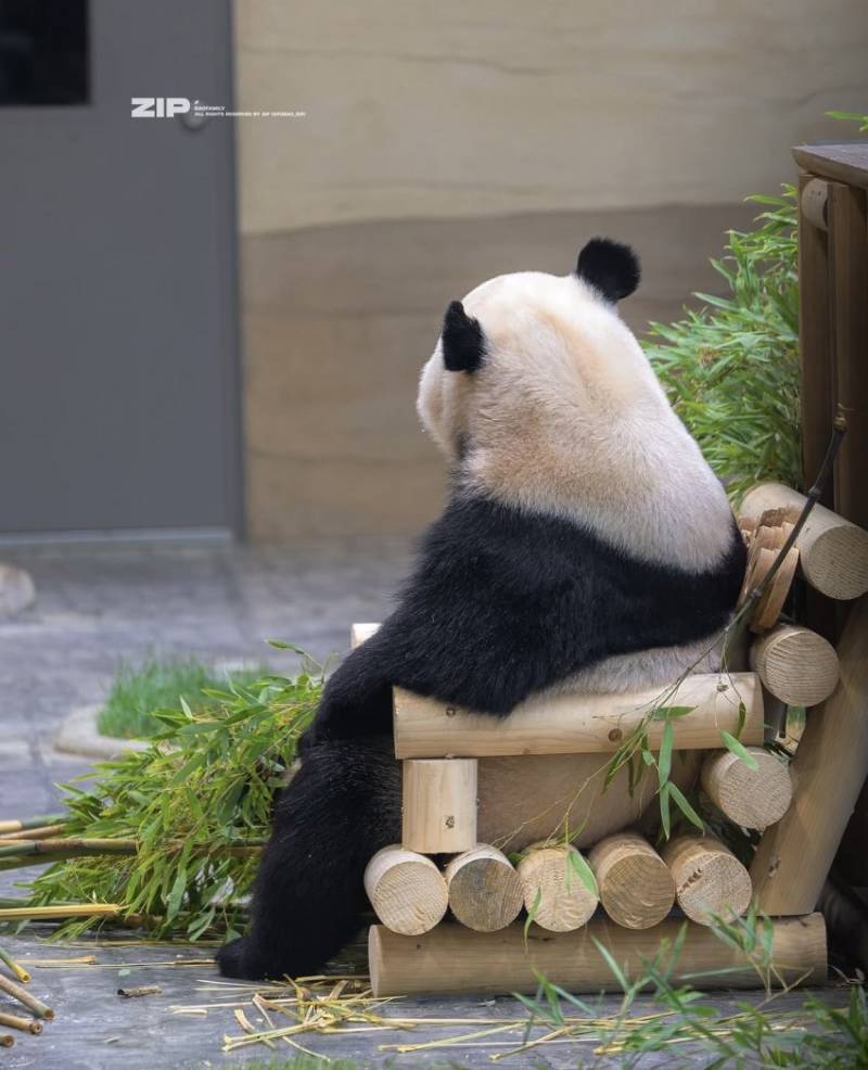 [잡담] 얘가 나보다 의자에 잘 앉음ㅋㅋ | 인스티즈