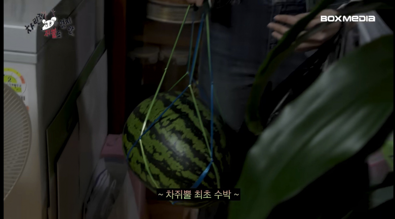 차쥐뿔 >>최초<< 수박 들고 찾아온 게스트 등장.......jpg | 인스티즈
