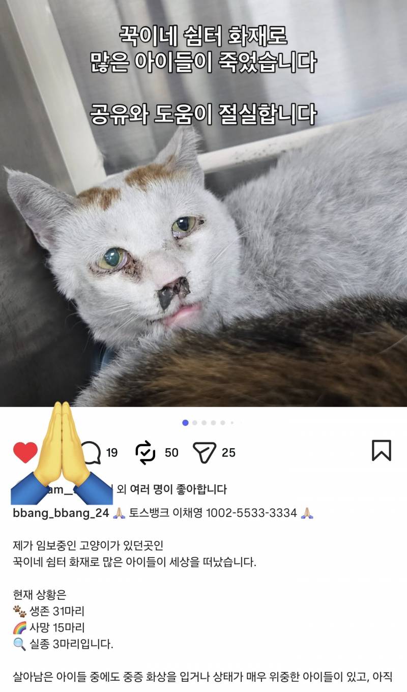 [잡담] 누전으로 고양이쉼터에 큰화재로 15마리사망 31마리중상이야 제발봐줘(심약자 주의사진 없음) | 인스티즈
