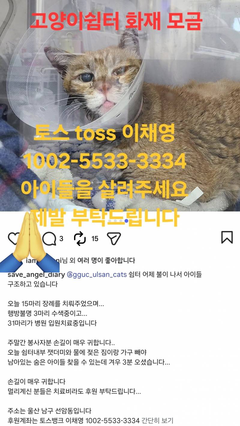 [잡담] 누전으로 고양이쉼터에 큰화재로 15마리사망 31마리중상이야 제발봐줘(심약자 주의사진 없음) | 인스티즈
