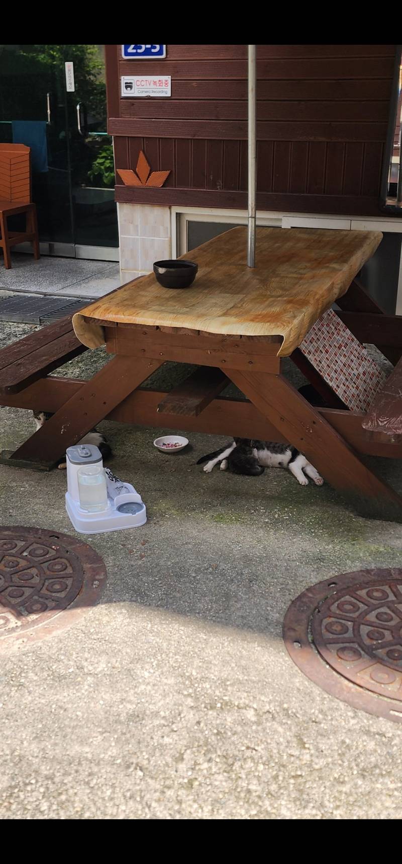 [잡담] 날씨 미쳤다. 길고양이 패밀리에게 물 갈아주고 | 인스티즈
