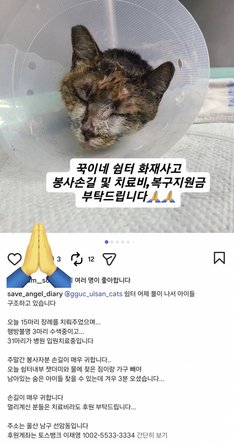 [잡담] 누전으로 고양이쉼터에 큰화재로 15마리사망 31마리중상이야 제발봐줘(심약자 주의사진 없음) | 인스티즈