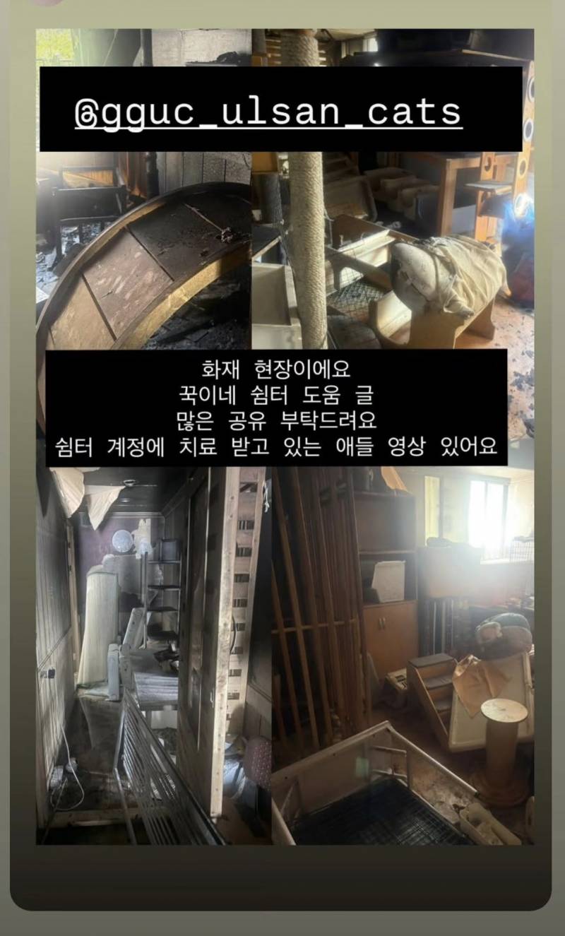 [잡담] 누전으로 고양이쉼터에 큰화재로 15마리사망 31마리중상이야 제발봐줘(심약자 주의사진 없음) | 인스티즈