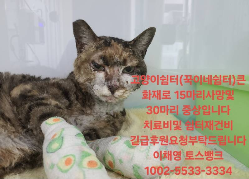 [잡담] 누전으로 고양이쉼터에 큰화재로 15마리사망 31마리중상이야 제발봐줘(심약자 주의사진 없음) | 인스티즈