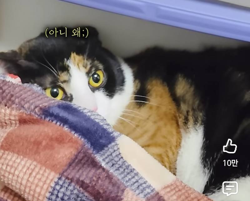 [잡담] 고양이 개귀엽네 진짜... | 인스티즈