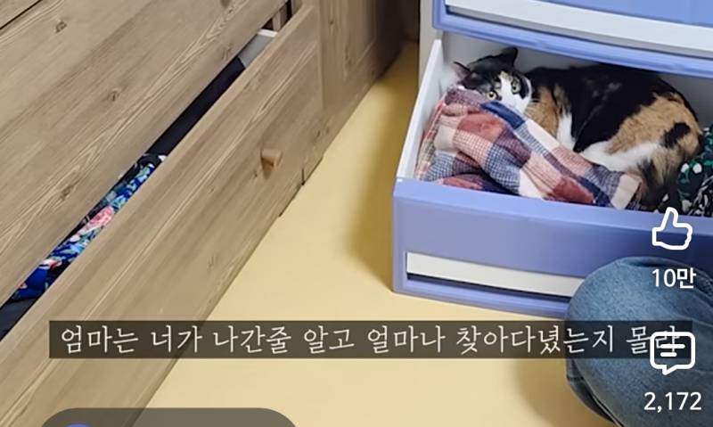 [잡담] 고양이 개귀엽네 진짜... | 인스티즈