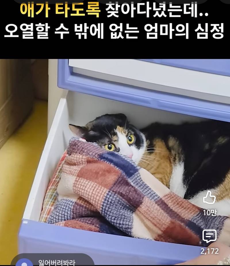 [잡담] 고양이 개귀엽네 진짜... | 인스티즈